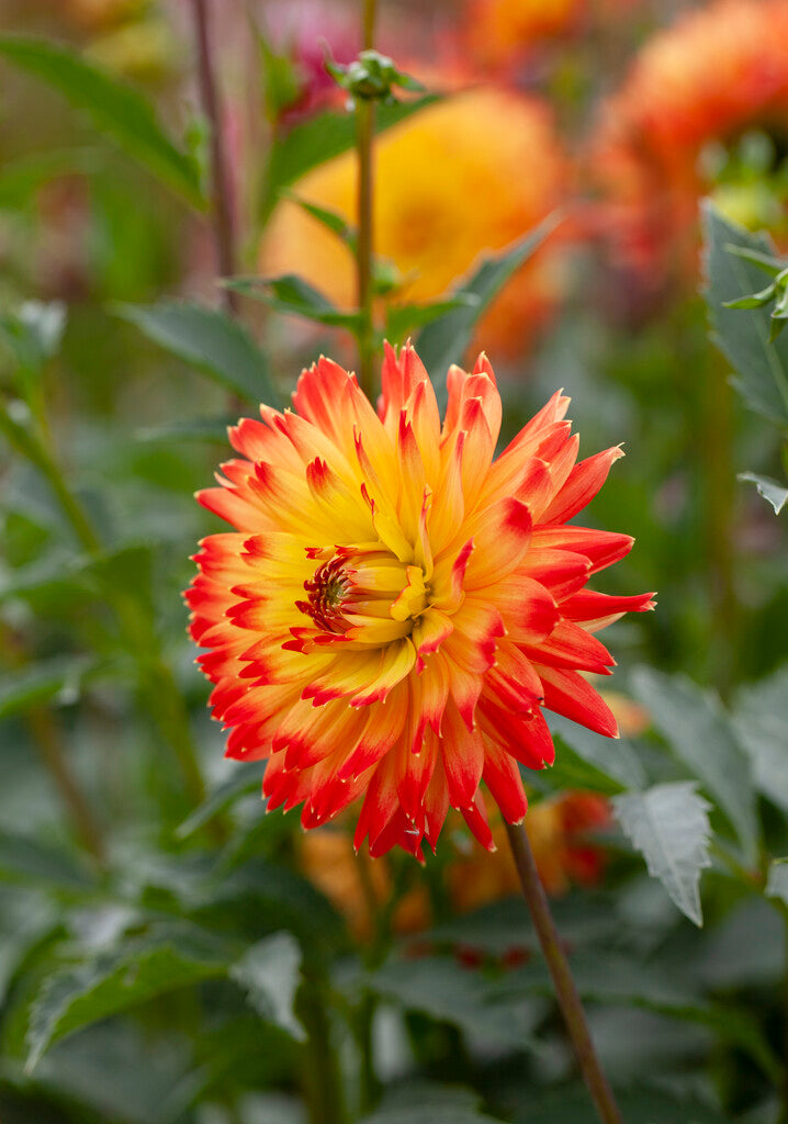 Dahlia Dekorativ Procyon 1-pack